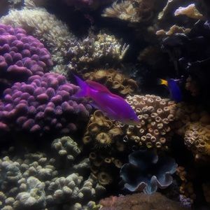 Meet your Posher, Marissa